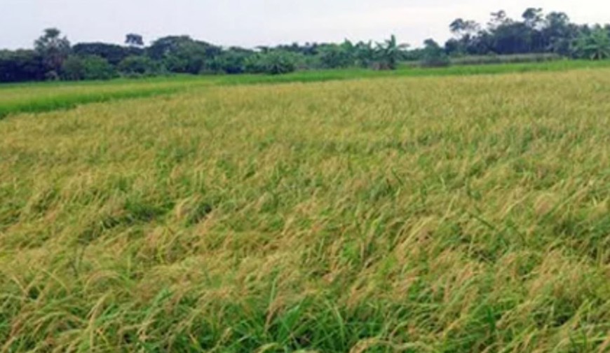 আমনের ফলনে কৃষকের মুখে হাসি
