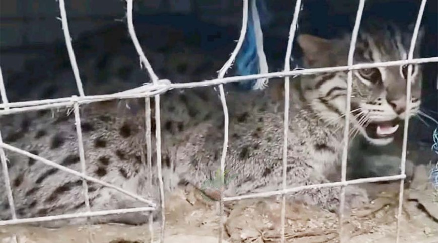 বসতবাড়িতে মেছোবাঘ