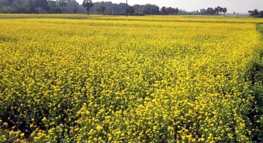 শর্ষের হলুদ হাসি নড়াইলের মাঠে