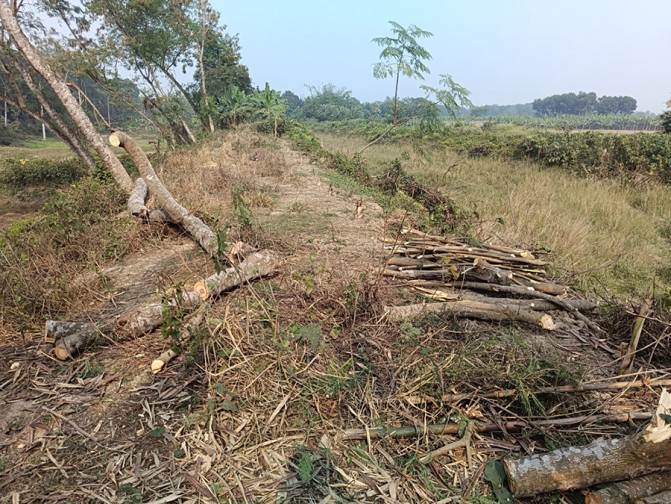 শিক্ষকের বিরুদ্ধে আবারও সরকারি গাছ বিক্রির অভিযোগ