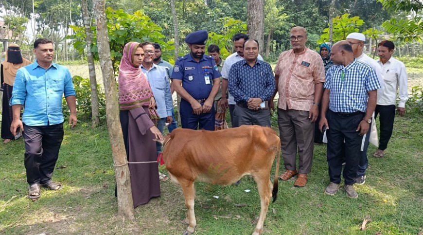 মহেশপুরে হতদরিদ্র পরিবারের মধ্যে বিনামূল্যে গরু বিতরণ
