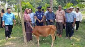 মহেশপুরে হতদরিদ্র পরিবারের মধ্যে বিনামূল্যে গরু বিতরণ