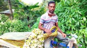 ভবদহ: শাপলা বেচে দিন চলে যাদের