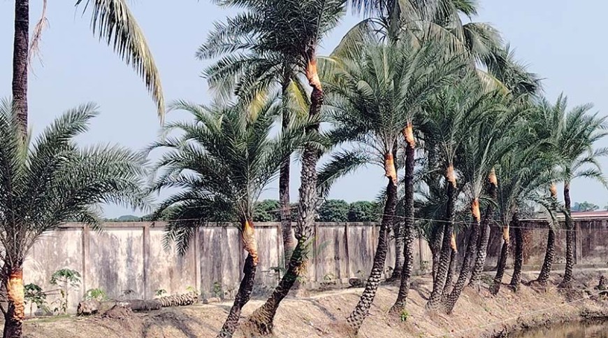সংকট ও সম্ভাবনা নিয়ে আসছে রস-গুড়ের মৌসুম