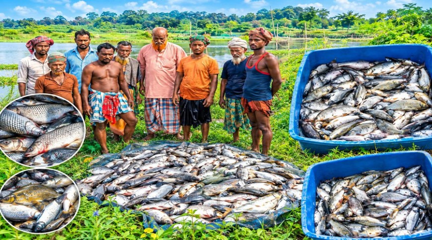 মোরেলগঞ্জে ঘেরে বিষ, ছয় লাখ টাকার মাছ নিধনের অভিযোগ