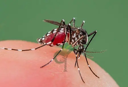 ডেঙ্গুর ঝুঁকি সারা বছর