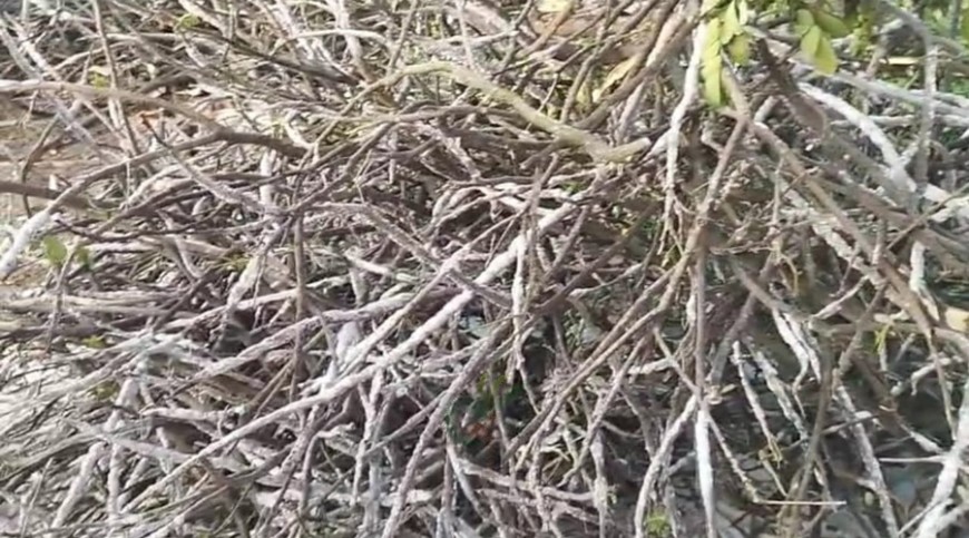 'ভাইরাস' চুরির লক্ষে গাছের ডাল কর্তন!