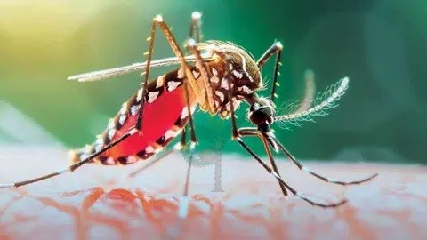 ডেঙ্গুতে সারাদেশে আরো ১১ জনের মৃত্যু, হাসপাতালে ভর্তি ২০৭১