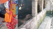 কালীগঞ্জে কৃষকের তিন গরু চুরি