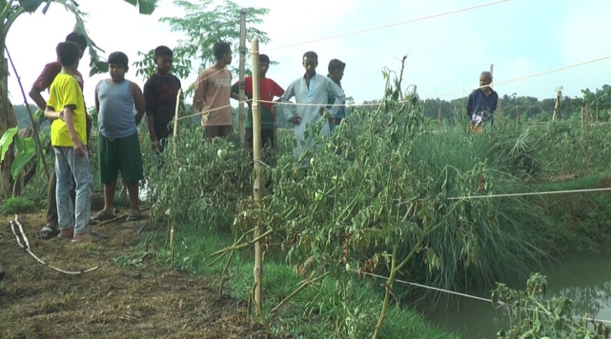 কৃষকের আড়াই হাজার টমেটো গাছ কেটেছে দৃর্বৃত্তরা