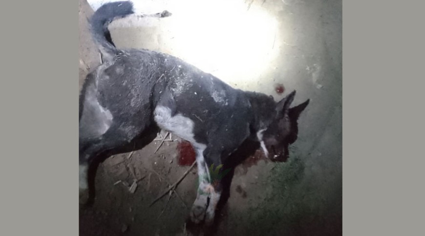 কালীগঞ্জে কুকুরের কামড়ে জখম ২৩