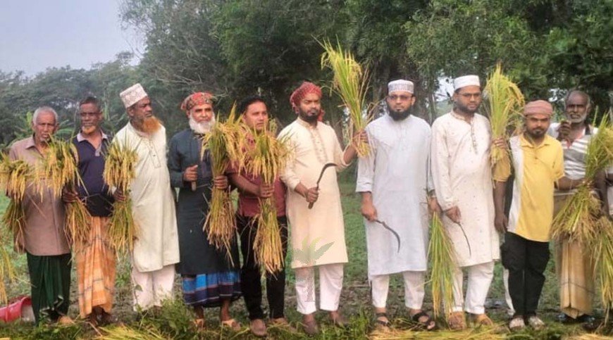 নড়াইলে ধান কাটা কার্যক্রম উদ্বোধন করলেন এমপি বাচ্চু