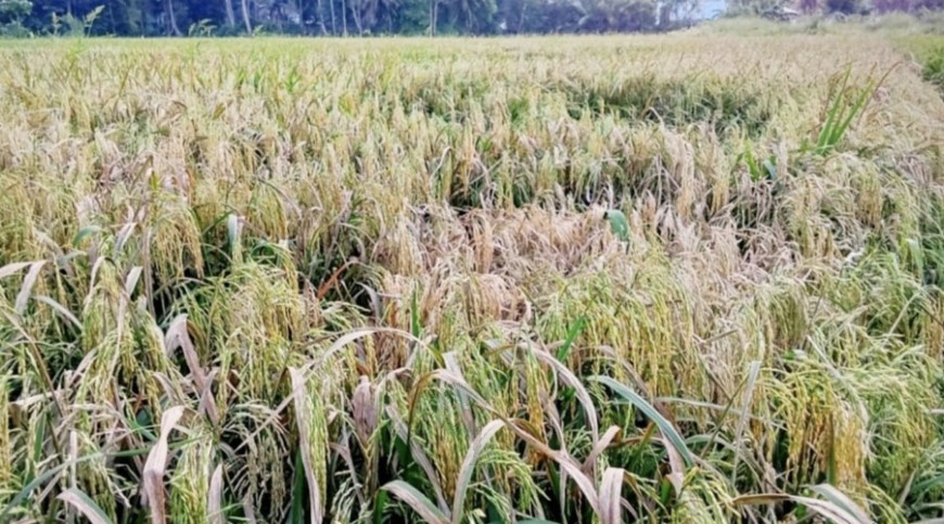 বোরো ধানে পেনিকেল ব্লাইট রোগ, হতাশায় কৃষক