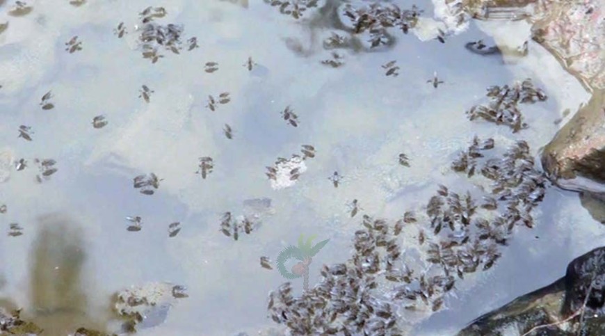 মশার নগরী যশোর