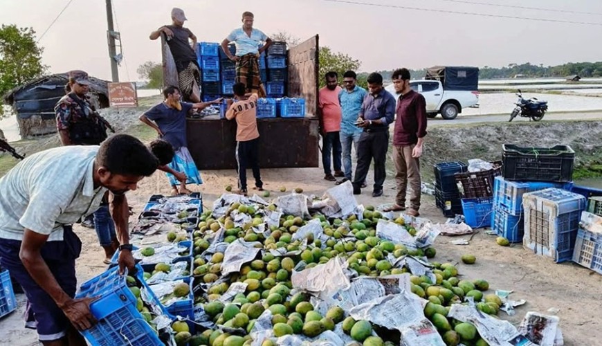 কালিগঞ্জে রাসায়নিক মিশ্রিত সাড়ে তিন হাজার কেজি আম ধ্বংস