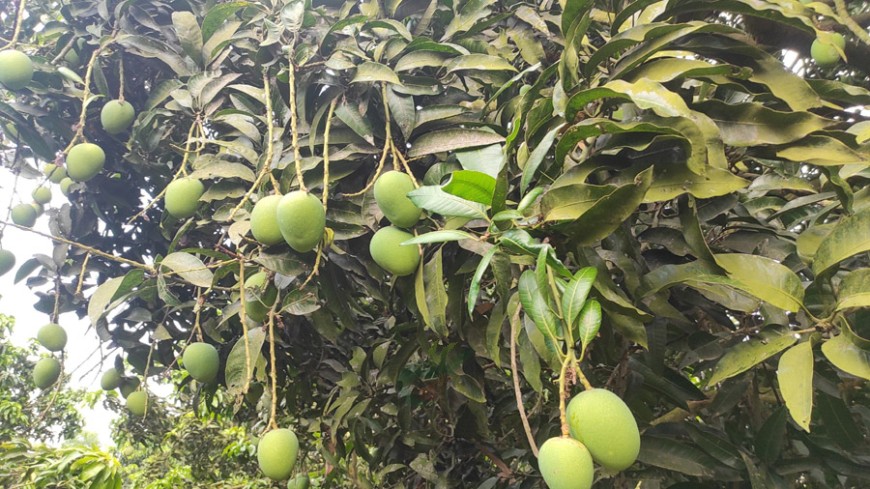 সাতক্ষীরায় আম ক্যালেন্ডার ঘোষণা