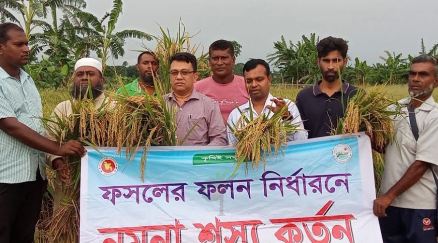 কালিয়ায় কৃষক মাঠ দিবস নমুনা শস্য কর্তন