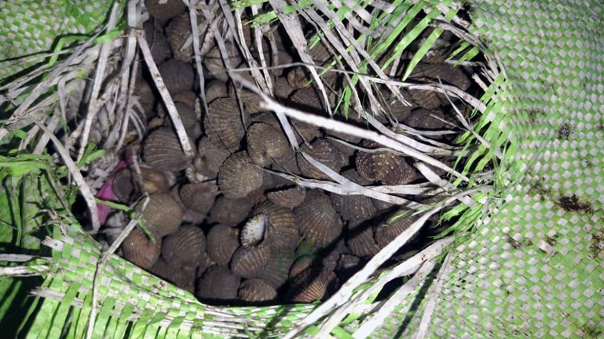 কুরিয়ারযোগে পাচারকালে সুন্দরবনের বিপুল শামুক-ঝিনুক উদ্ধার