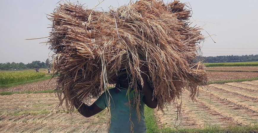 শ্রমিকের মজুরি অতিরিক্ত হওয়ায় বিপাকে কৃষক