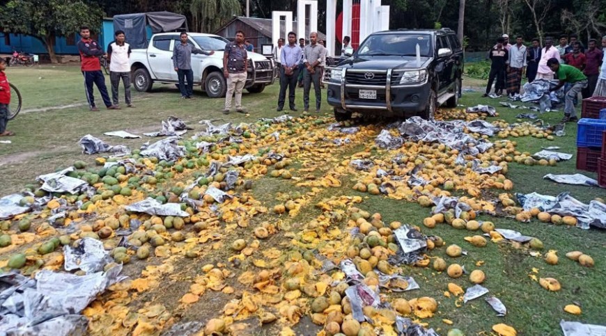 অপদ্রব্য মেশানো হাজার কেজি আম বিনষ্ট