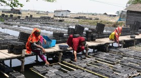 উপকূলে এখনো বৈষম্যের শিকার নারী শ্রমিকরা