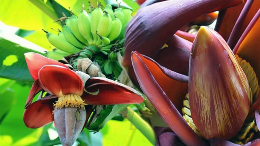 কলার মোচার সাতকাহন