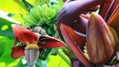 কলার মোচার সাতকাহন