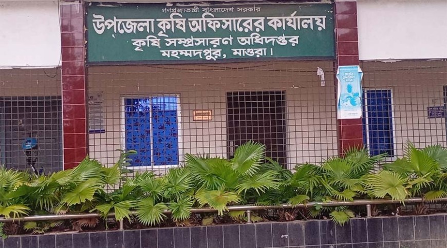 কৃষি প্রণোদনার টাকা পকেটে: মহম্মদপুরে কর্মকর্তাদের কারণে ব্যহত হলুদ চাষ