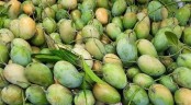 চুয়াডাঙ্গার আম বাজারে আসবে ১৩ মে