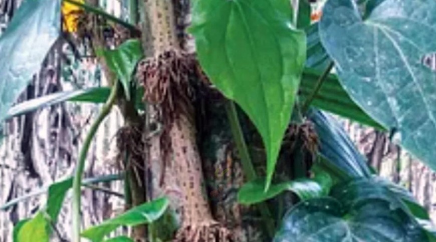চুইঝালে সচ্ছলতা সাত হাজার পরিবারে