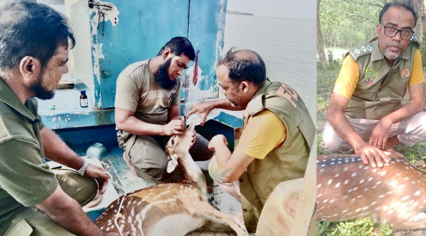 শিকারিদের কবল থেকে উদ্ধার হরিণ সুন্দরবনে অবমুক্ত