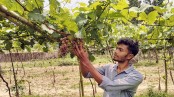 ইউটিউব দেখে ২৩ জাতের আঙুর চাষে সফল কলেজছাত্র
