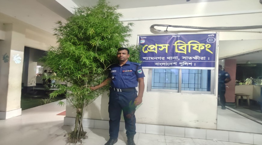 শ্যামনগরে সবজি ক্ষেতের আড়ালে গাঁজার চাষ
