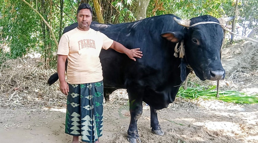 ‘কালু’ বিক্রি না হওয়ায় দুশ্চিন্তায় খামারি