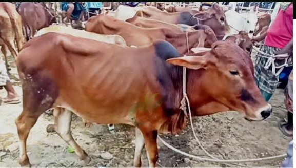 ভারতের পশ্চিমবঙ্গে পশু কোরবানি নিয়ে মুসলিমরা আতঙ্কে