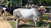 কুরবানির হাটে ‘বিসিএস ক্যাডার’
