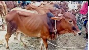ভারতের পশ্চিমবঙ্গে পশু কোরবানি নিয়ে মুসলিমরা আতঙ্কে