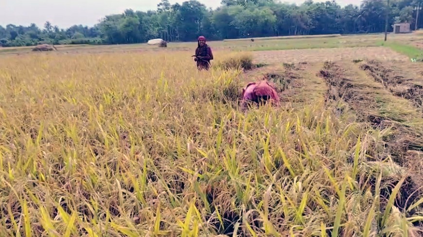 বোরো ধান ফলিয়ে কৃষকের মাথায় হাত!