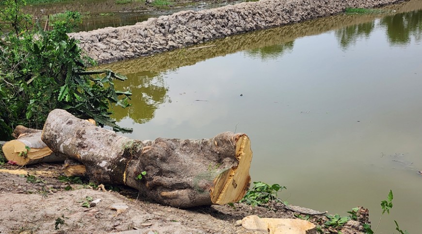 শ্যামনগরে সরকারি গাছ কাটা হলেও নীরব প্রশাসন
