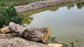 শ্যামনগরে সরকারি গাছ কাটা হলেও নীরব প্রশাসন