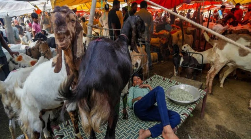ভারতে পশু কোরবানি নিয়ে কঠোর বিধিনিষেধ