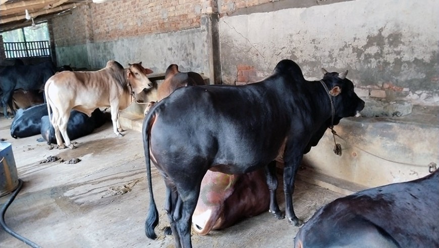 সাতক্ষীরায় চাহিদার চেয়ে উদ্বৃত্ত পশু, দাম নিয়ে শঙ্কা