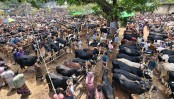 জমে উঠছে সাতমাইল পশু হাট