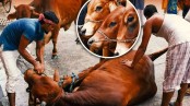 খুলনা মহানগরীতে কোরবানির জন্য ১৪০ স্থান নির্ধারণ