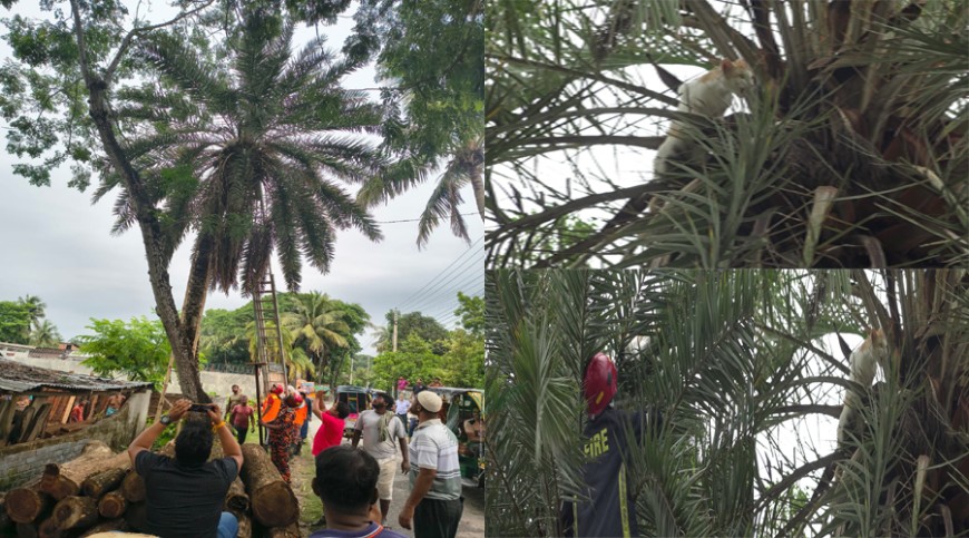 যশোরে গাছে আটকে পড়া বিড়াল উদ্ধারে ফায়ার ফাইটার