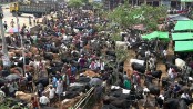 দেশি গরুতে ভরপুর যশোরে কোরবানির পশুহাট