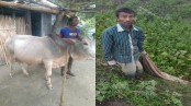 লোহাগড়ায় ভ্যানচালকের গরুর মাংস নিয়ে চামড়া ফেলে গেল চোরেরা