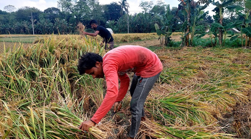 বৃষ্টি ও শ্রমিক সংকটে বিপাকে যশোরের ধান চাষিরা