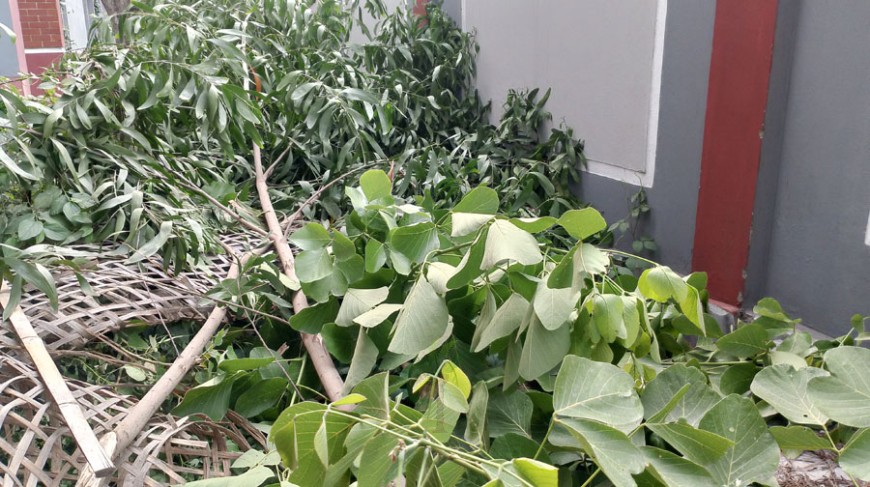 সরকারি কলেজের ১৬টি গাছ কেটে ফেলার অভিযোগ