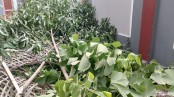 সরকারি কলেজের ১৬টি গাছ কেটে ফেলার অভিযোগ